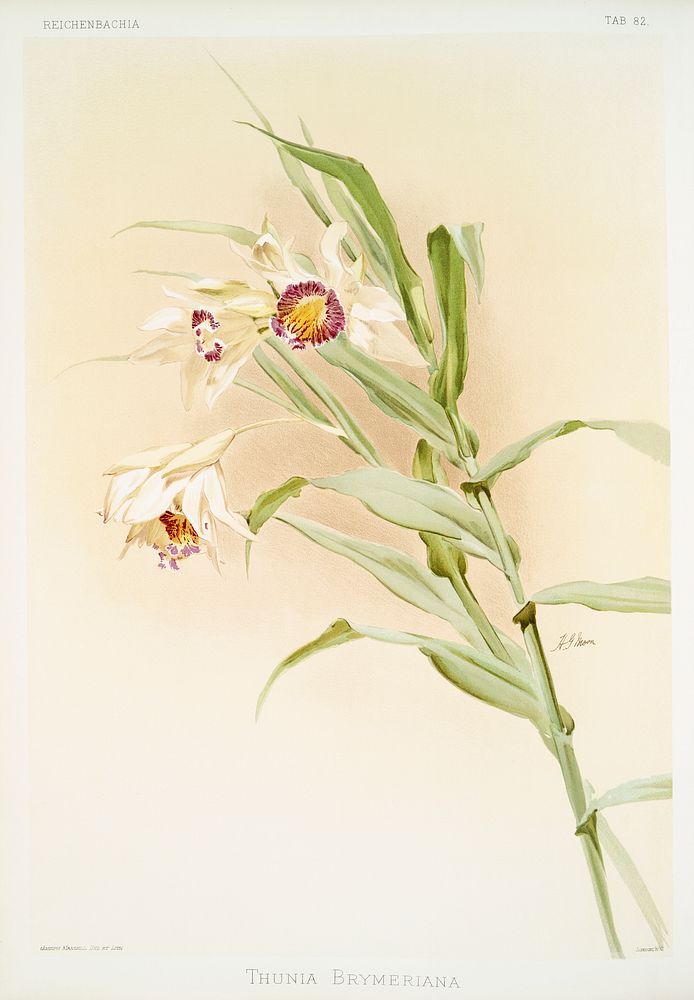 Thunia brymeriana from Reichenbachia Orchids (1888-1894) illustrated by Frederick Sander (1847-1920). Original from The New…