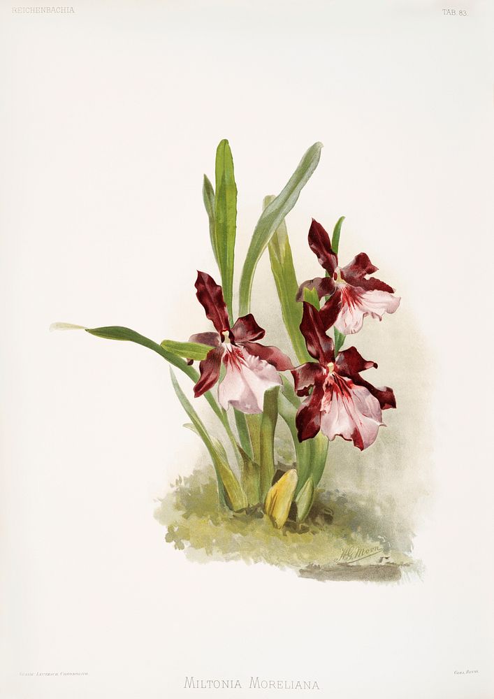 Miltonia moreliana from Reichenbachia Orchids (1888-1894) illustrated by Frederick Sander (1847-1920). Original from The New…