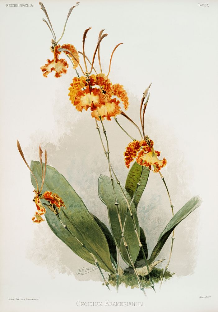 Oncidium kramerianum from Reichenbachia Orchids (1888-1894) illustrated by Frederick Sander (1847-1920). Original from The…