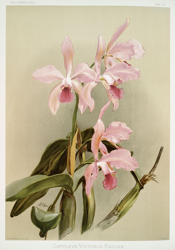Cattleya victoria regina from Reichenbachia Orchids (1888-1894) illustrated by Frederick Sander (1847-1920). Original from…
