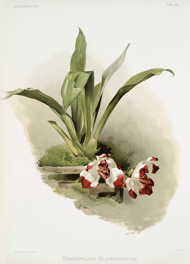 Zygopetalum klabochorum from Reichenbachia Orchids (1888-1894) illustrated by Frederick Sander (1847-1920). Original from…