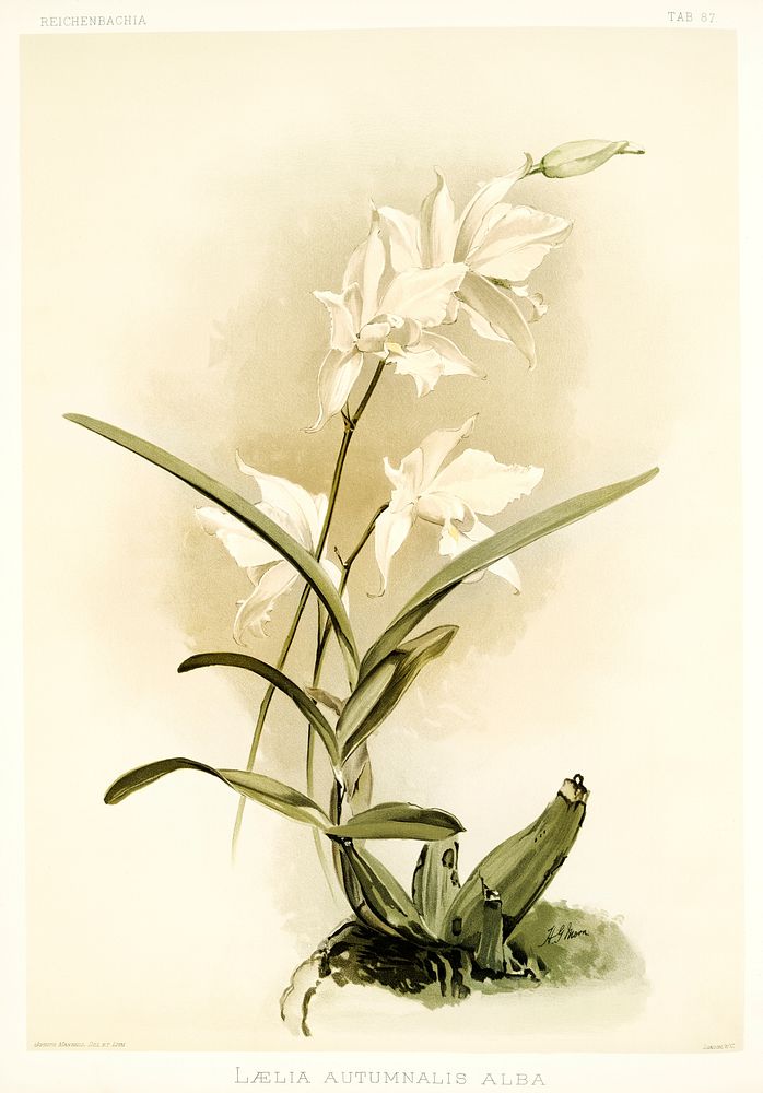 L&aelig;lia autumnalis alba from Reichenbachia Orchids (1888-1894) illustrated by Frederick Sander (1847-1920). Original…