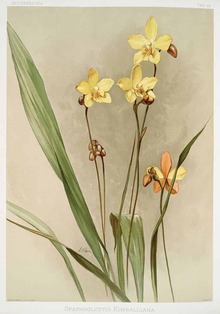 Kimball's Spathoglottis (Spathoglottis kimballiana) from Reichenbachia Orchids (1888-1894) illustrated by Frederick Sander…