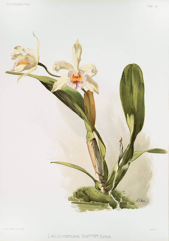 Hybrid of Laelio and Cattleya (L&aelig;lio-cattleya honble Mrs. Astor) from Reichenbachia Orchids (1888-1894) illustrated by…