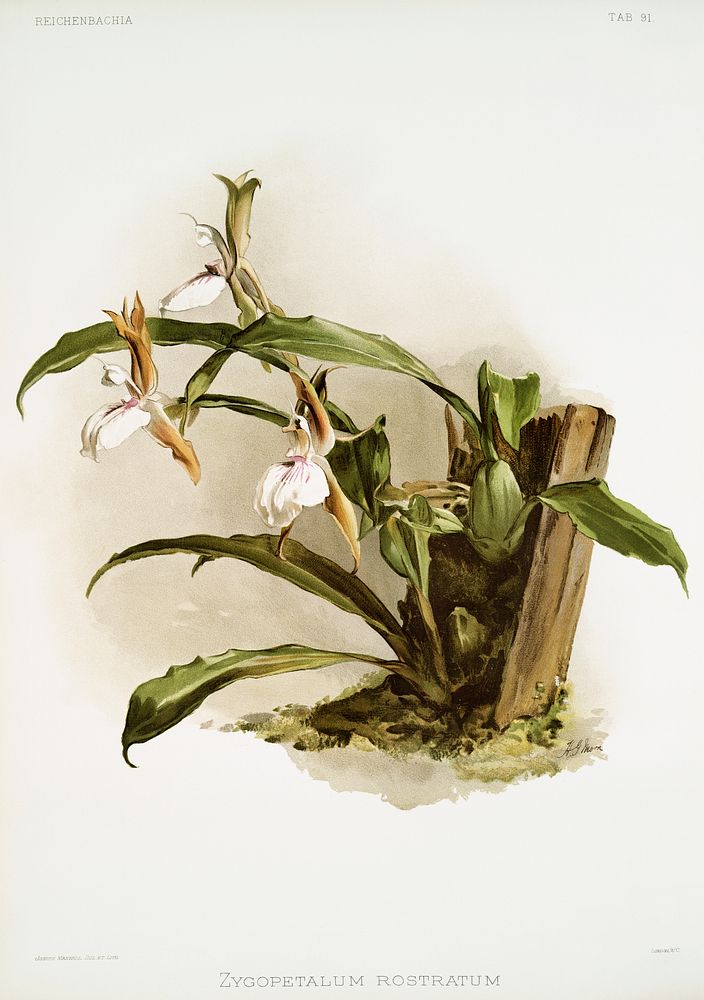 The Lip-Like Zygosepalum (Zygopetalum rostratum) from Reichenbachia Orchids (1888-1894) illustrated by Frederick Sander…