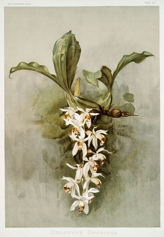 Swain's Coelogyne (Coelogyne swaniana) from Reichenbachia Orchids (1888-1894) illustrated by Frederick Sander (1847-1920).…