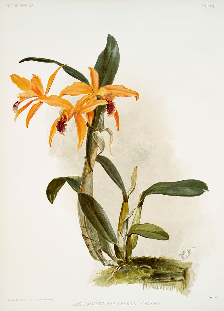Hybrid of laelia and cattleya species (L&aelig;lio-cattleya hybrida phoebe) from Reichenbachia Orchids (1888-1894)…