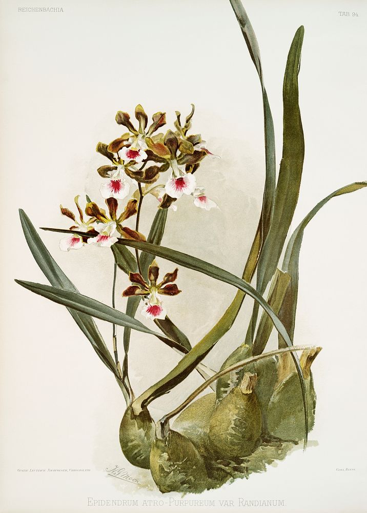 Rand's Encyclia (Epidendrum atro-purpureum var randianum) from Reichenbachia Orchids (1888-1894) illustrated by Frederick…