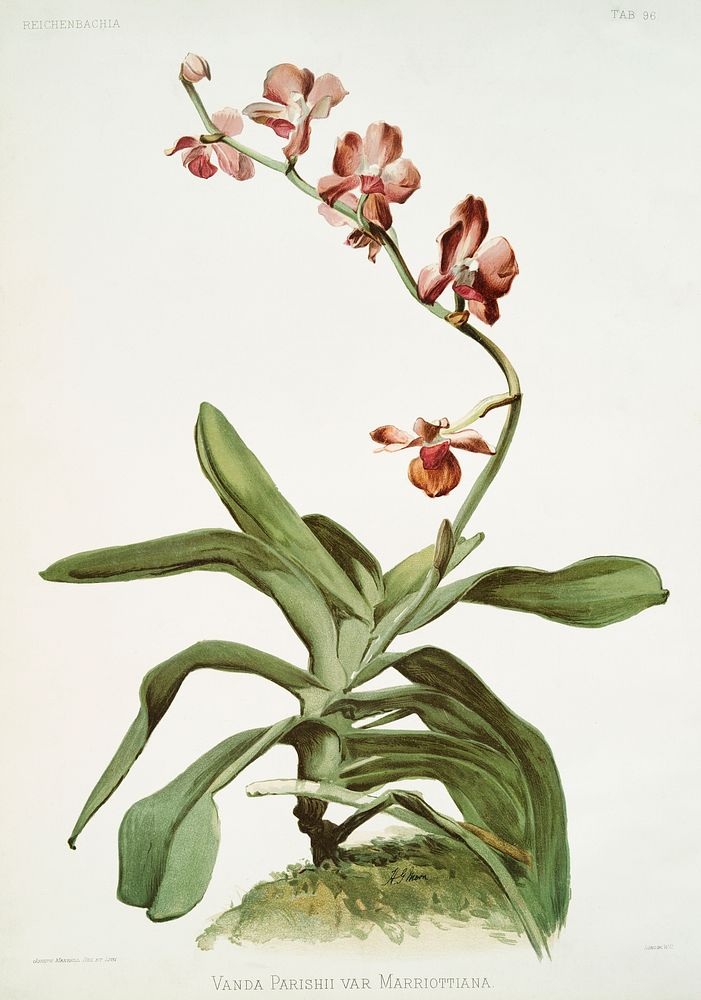 Marriott's Phalaenopsis (Vanda parishii var marriottiana) from Reichenbachia Orchids (1888-1894) illustrated by Frederick…