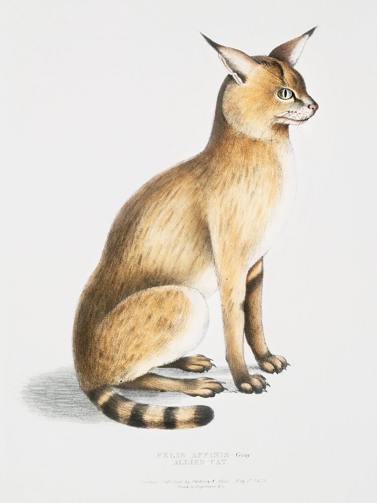 Allied Cat (Felis affinis) from Illustrations of Indian Zoology (1830-1834) by John Edward Gray (1800-1875). Original from…