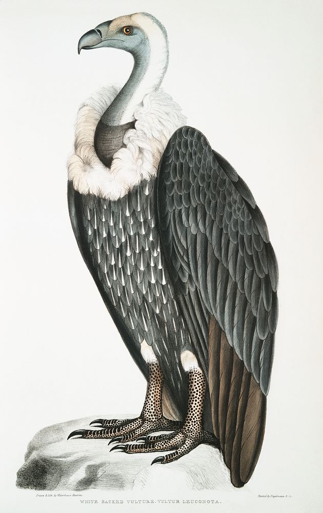 White-backed Vulture (Vultur leuconota) from Illustrations of Indian zoology (1830-1834) by John Edward Gray (1800-1875).…