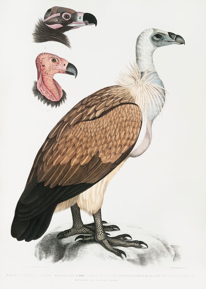 Bengal Vulture (Vultur Bengalensis) 1. Head of Vultur Pondicherianus; 2. Head of Vultur monachus) from Illustrations of…