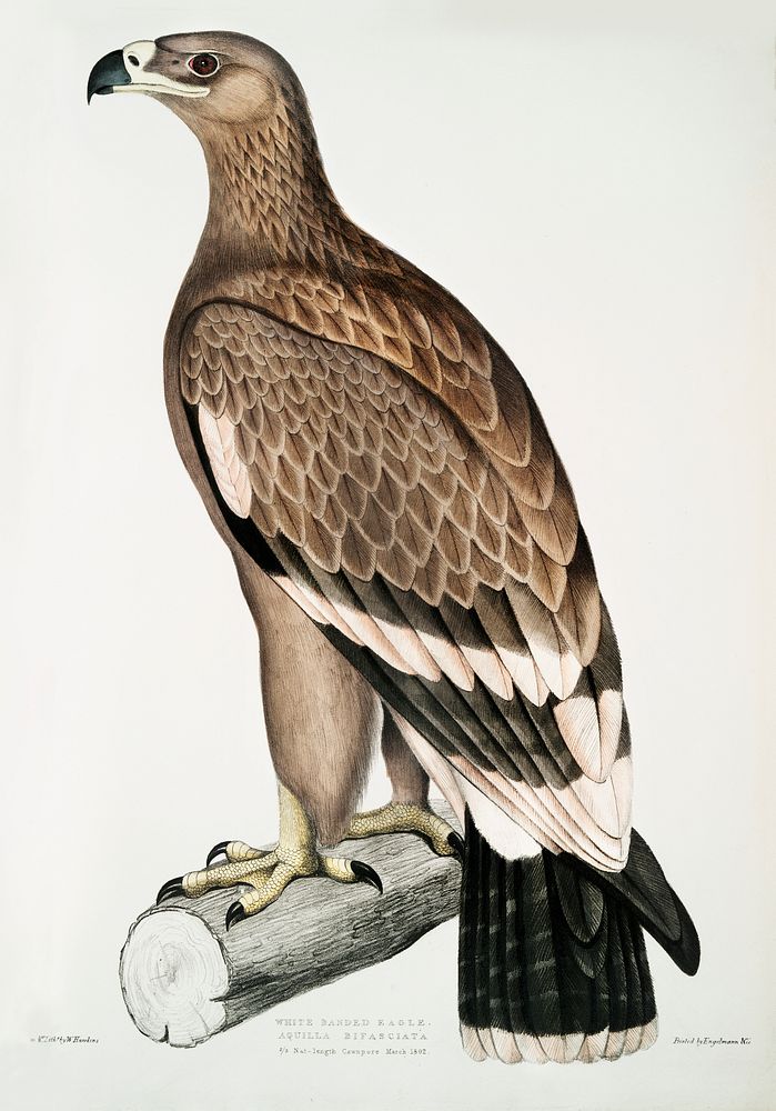 White-banded Eagle (Aquila bifasciata) from Illustrations of Indian zoology (1830-1834) by John Edward Gray (1800-1875).…