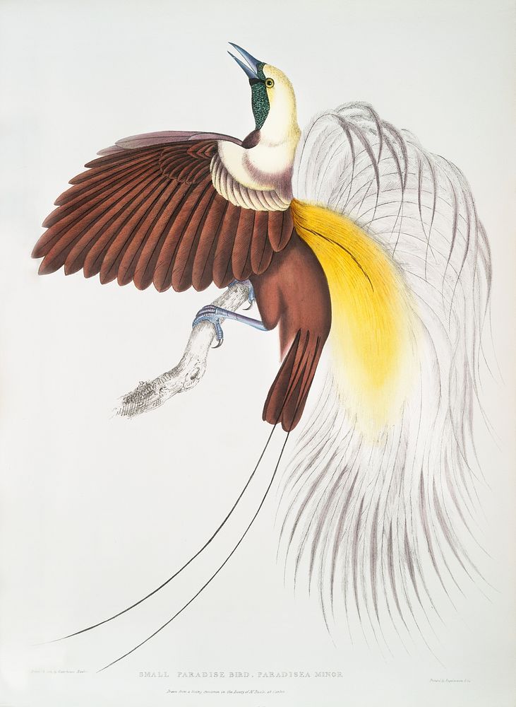 Small Paradise Bird (Paradisea minor) from Illustrations of Indian zoology (1830-1834) by John Edward Gray (1800-1875).…