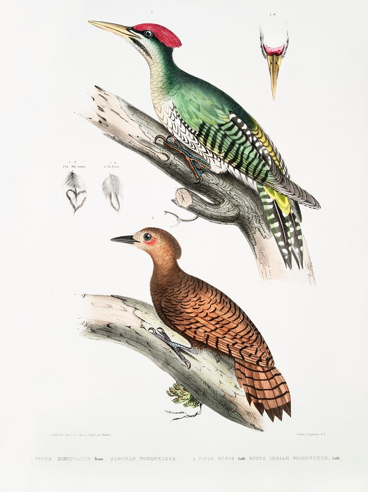 1. Almorah Woodpecker (Picus dimidiatus); 2. Rufus Indian Woodpecker (Picus rufus) from Illustrations of Indian zoology…
