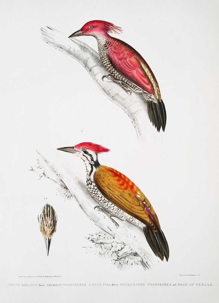 1. Crimson Woodpecker (Picus mineatus); 2. Indian three-toed Woodpecker (Picus Tiga); 3. A head of Female from Illustrations…