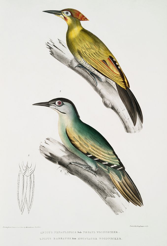 1. Nepaul Woodpecker (Picus Nepaulensis) 2. Moustache Woodpecker (Picus barbatus) from Illustrations of Indian zoology (1830…