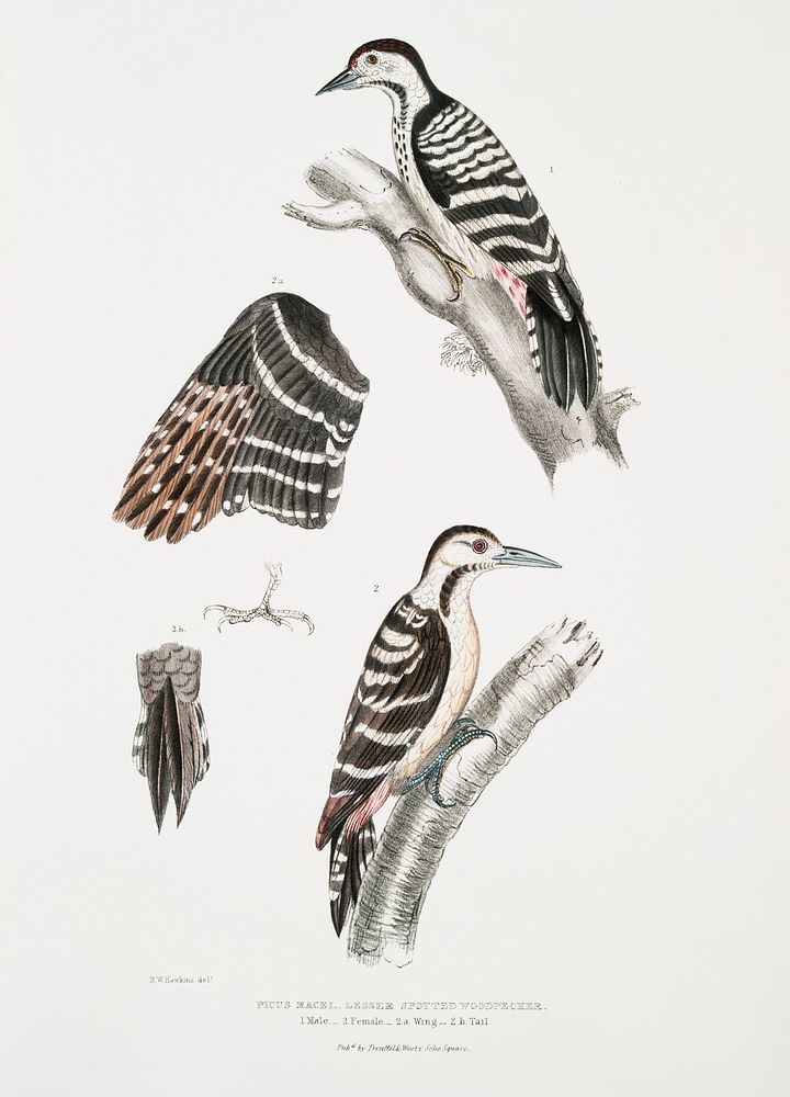 Lesser spotted Woodpecker (Picus Macei) 1. Male, 2. Female, 2a. Wing, 2b. Tail from Illustrations of Indian zoology (1830…