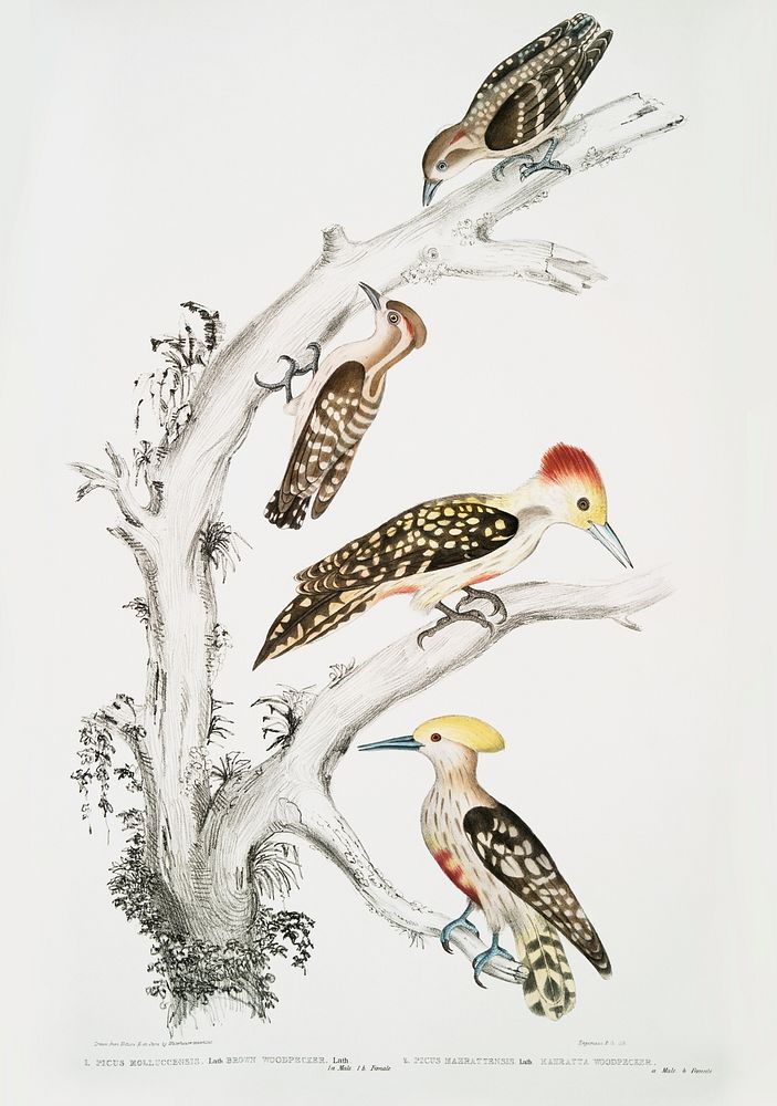 1. Brown Woodpecker (Picus Molluccensis) Male and Female; 2. Mahratta Woodpecker (Picus Mahrattensis) Male and Female from…