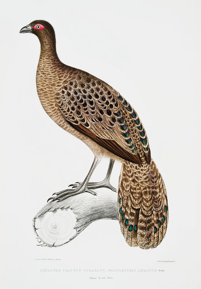 Lineated Peacock Pheasant (Polyplectron lineatum) from Illustrations of Indian Zoology (1830-1834) by John Edward Gray (1800…