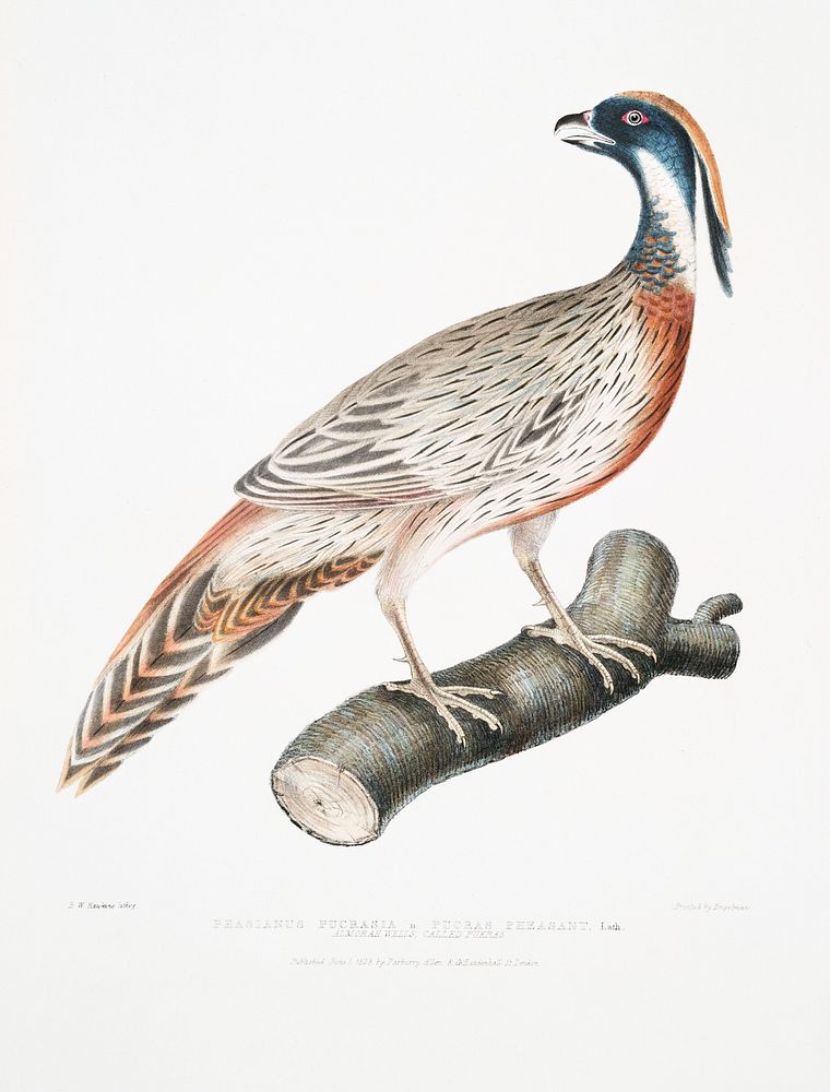 Pucras Pheasant (Phasianus Pucrasia) from Illustrations of Indian Zoology (1830-1834) by John Edward Gray (1800-1875).…