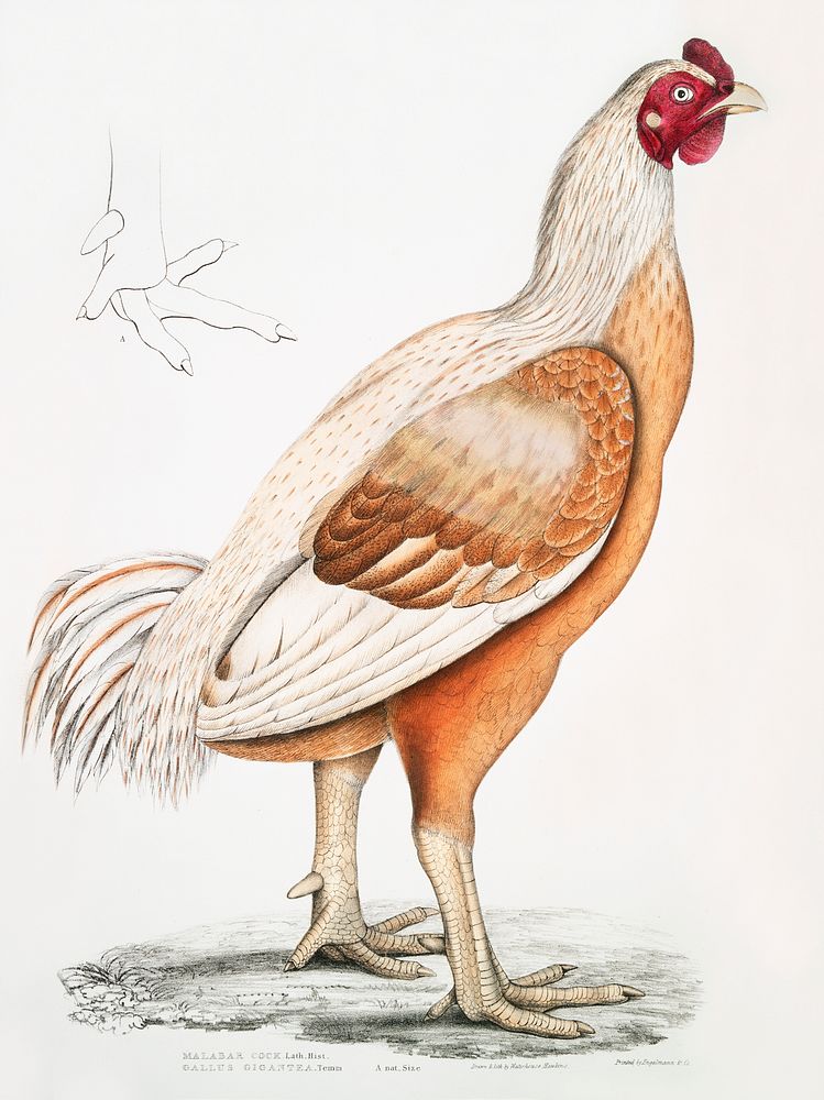 Malabar Cock (Gallus gigantea) Natural size from Illustrations of Indian zoology (1830-1834) by John Edward Gray (1800…