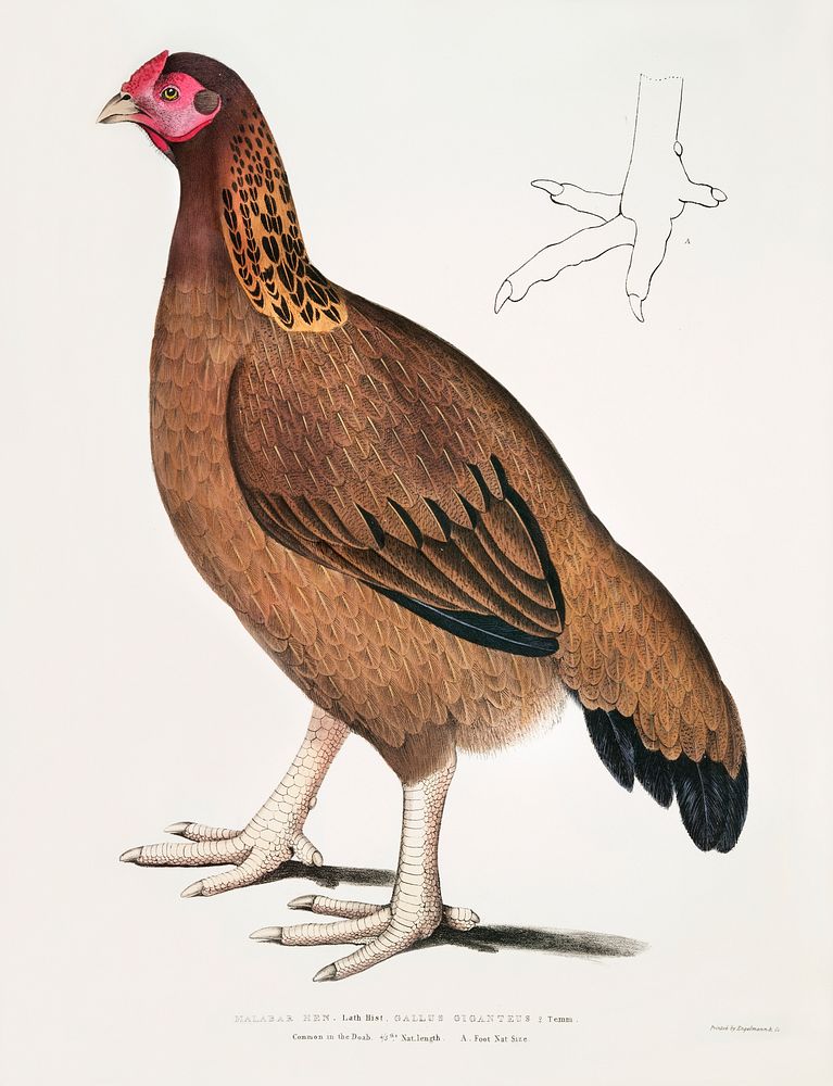 Malabar Hen (Gallus giganteus) Common in Doab. 4/5 Nat. size. A. Foot Nat. Size from Illustrations of Indian zoology (1830…