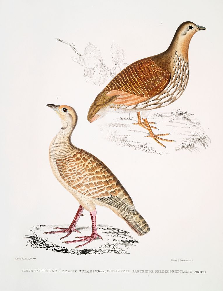 1. Wood Partridge (Perdix gularis); 2. Oriental Partridge (Perdix orientalis) from Illustrations of Indian zoology (1830…
