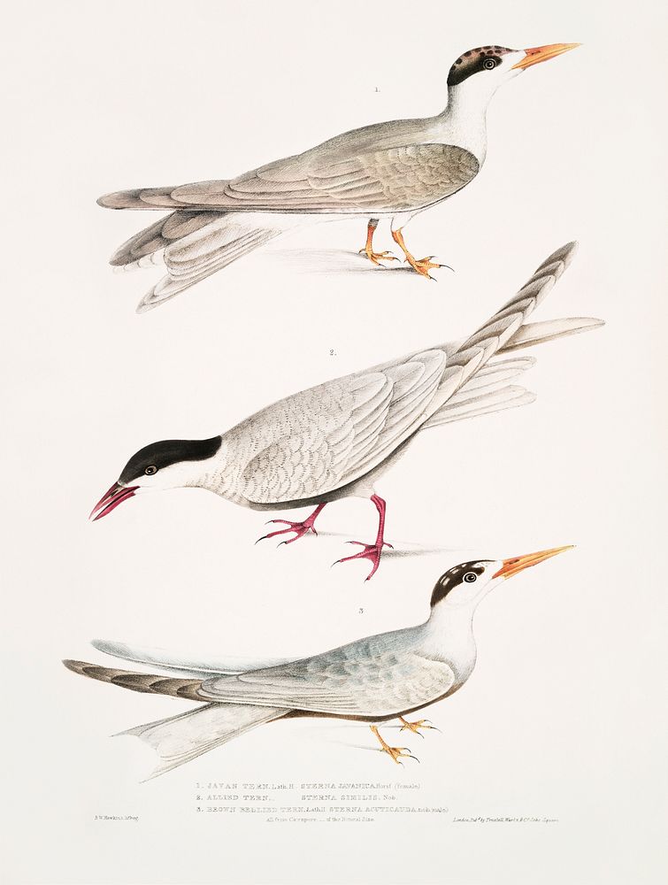 1. Javan Tern (Sterna Javanica) 2. Allied Tern (Sterna similis); 3. Brown Bellied Tern (Sterna acuticauda) from…