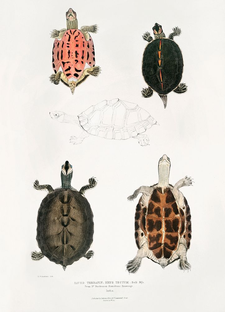 Eaved Terrapin (Emys tectum) from Illustrations of Indian zoology (1830-1834) by John Edward Gray (1800-1875). Original from…