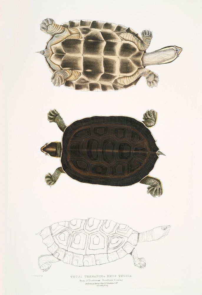 Thugi Terrapin (Emys Thugi) from Illustrations of Indian zoology (1830-1834) by John Edward Gray (1800-1875). Original from…