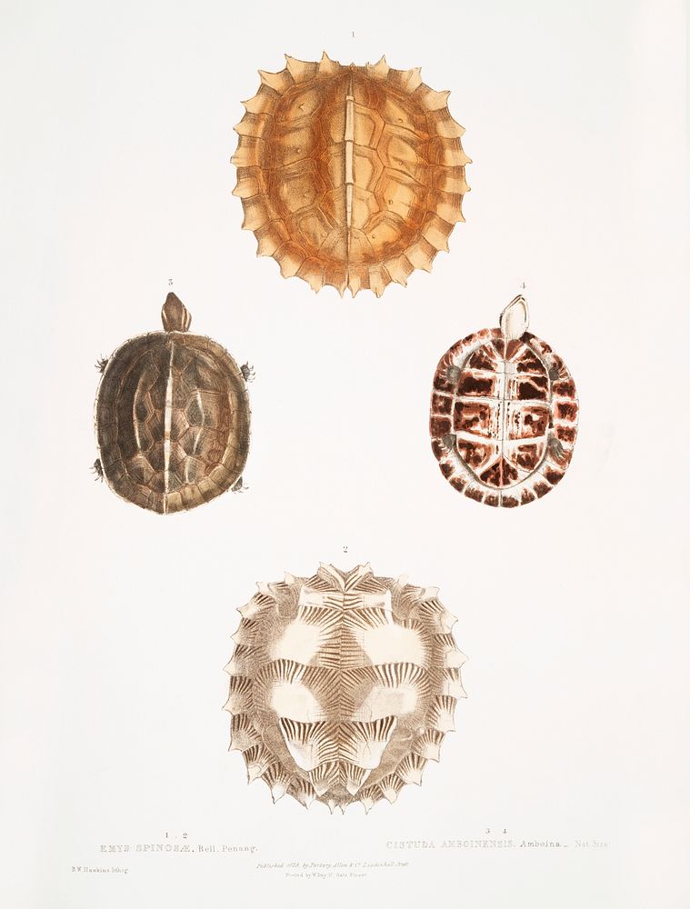 1, 2. Spinose Terrapin (Emys spinos&aelig;) 3, 4. Amborna Box Tortoise (Cistuda amboinensis) from Illustrations of Indian…