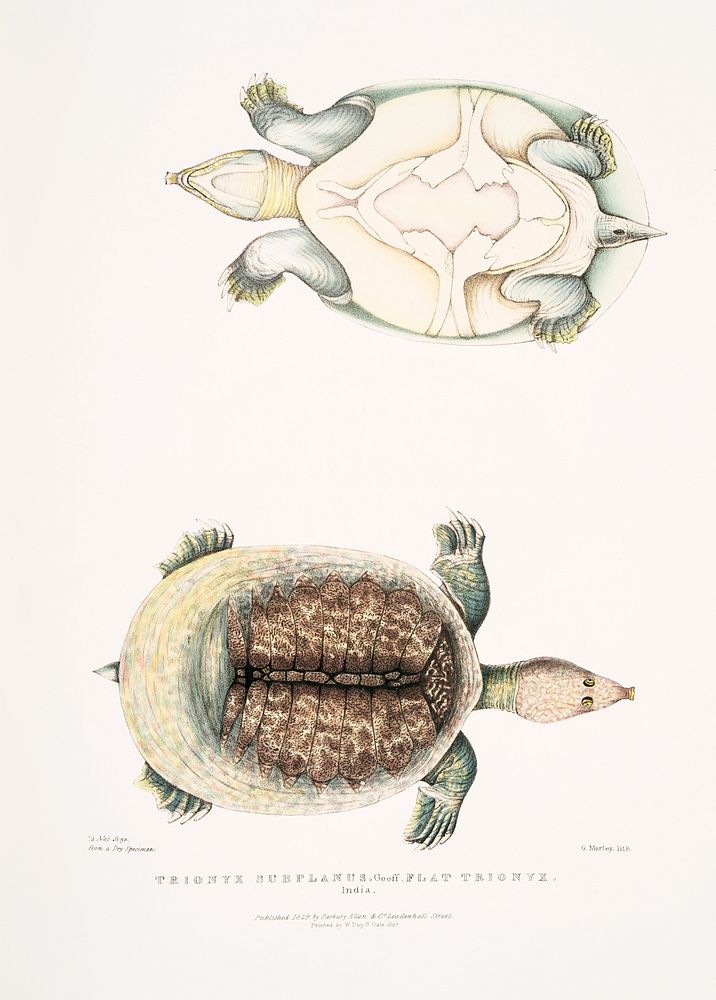 Flat Trionyx (Tryonix subplanus) from Illustrations of Indian zoology (1830-1834) by John Edward Gray (1800-1875). Original…