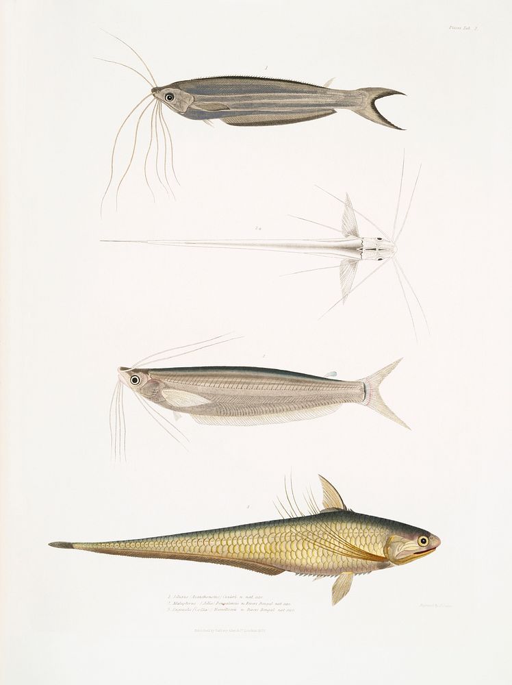1. Cuvier's Acanthonotus (Silurus (Acanthonotus) Cuvieri); 2. Bengal Ailia (Malapterus (Ailia) Bengalensis); 3. Hamilton's…