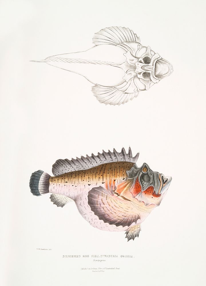 Deformed Hog Fish (Synanaceia grossa) from Illustrations of Indian zoology (1830-1834) by John Edward Gray (1800-1875).…