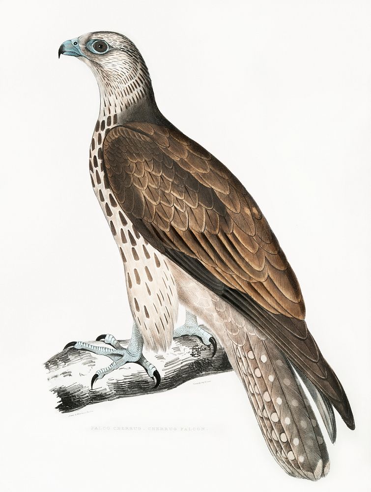 Cherrug Falcon (Falco cherrug) from Illustrations of Indian zoology (1830-1834) by John Edward Gray (1800-1875). Original…