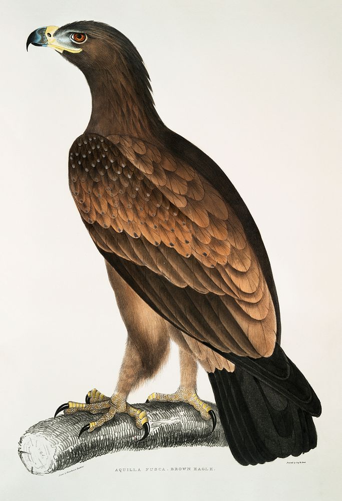 Brown Eagle (Aquilla fusca) from Illustrations of Indian zoology (1830-1834) by John Edward Gray (1800-1875). Original from…