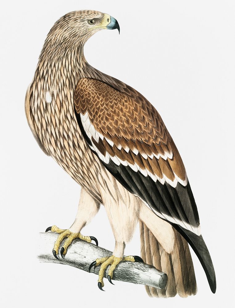 Golden Eagle, Female (Aquilla imperialis) from Illustrations of Indian zoology (1830-1834) by John Edward Gray (1800-1875)
