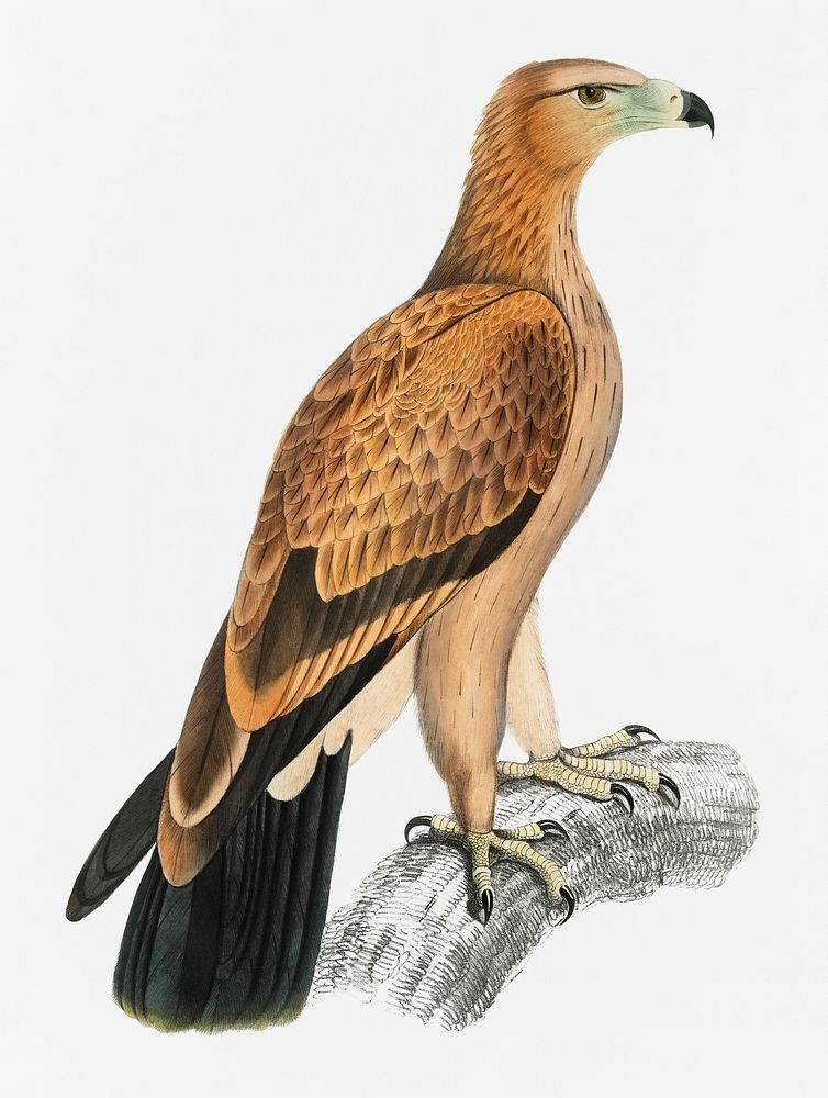 Tawny Eagle (Aquilla fulvescens) from Illustrations of Indian zoology (1830-1834) by John Edward Gray (1800-1875)