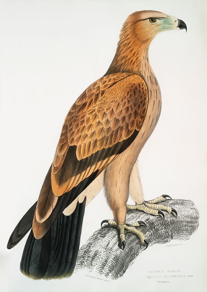 Tawny Eagle (Aquilla fulvescens) from Illustrations of Indian zoology (1830-1834) by John Edward Gray (1800-1875). Original…