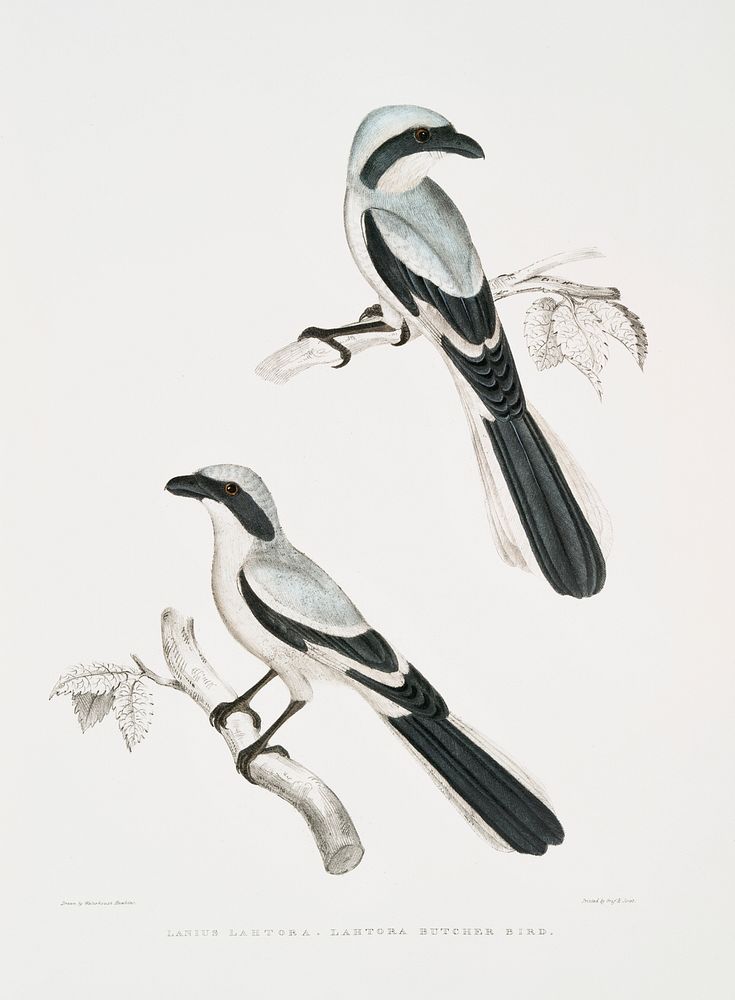 Lahtora Butcher Bird (Lanius Lahtora) from Illustrations of Indian zoology (1830-1834)by John Edward Gray (1800-1875).…