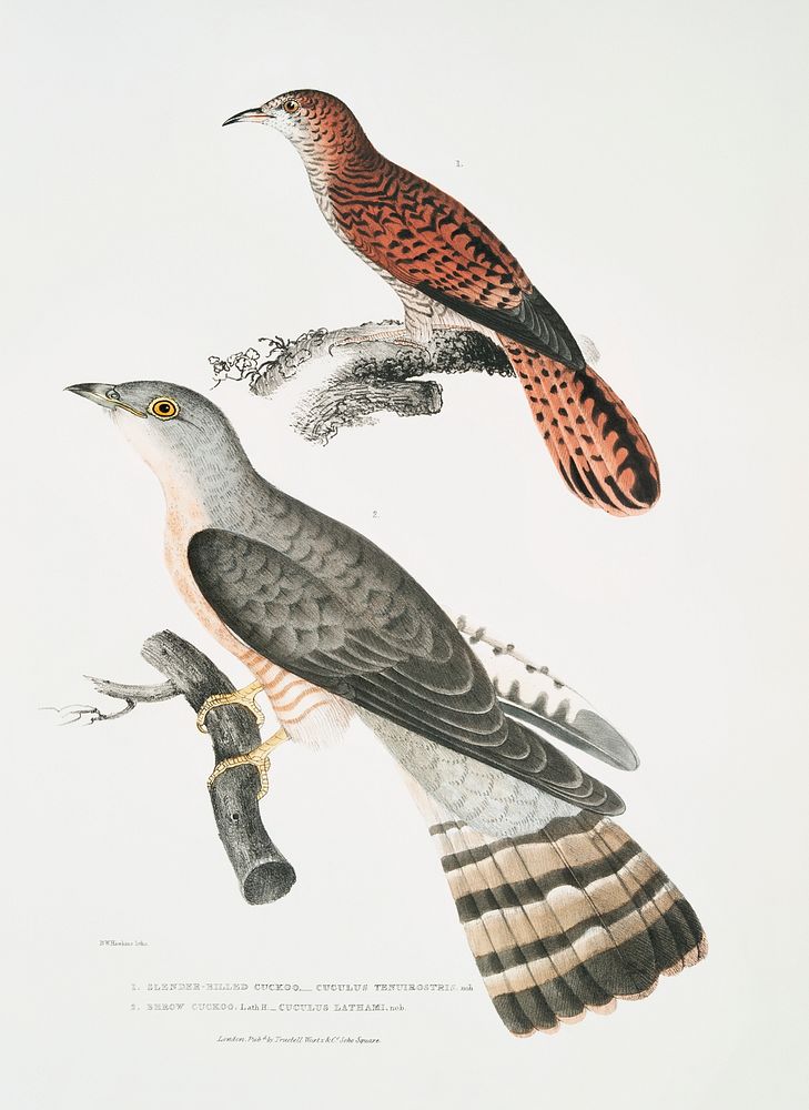 1. Slender billed Cuckoo (Cuculus tenuirostris); 2. Brow Cuckoo (Cuculus Lathami) from Illustrations of Indian zoology (1830…