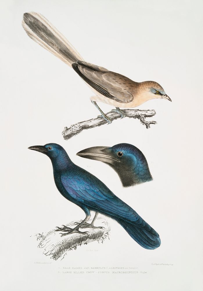 1. Pale Eared Jay (Garrulus albifrons); 2. Large Billed Crow (Corvus macrorhynchus) from Illustrations of Indian zoology…
