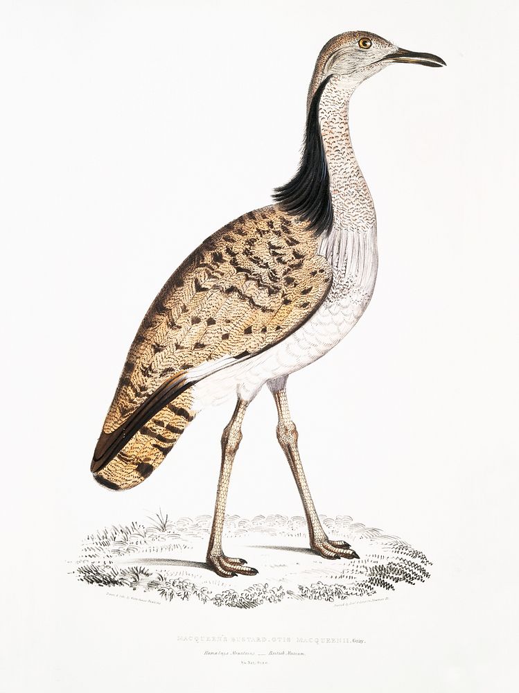 Macqueen's Bustard (Otis Macqueenii) from Illustrations of Indian zoology (1830-1834) by John Edward Gray (1800-1875).…