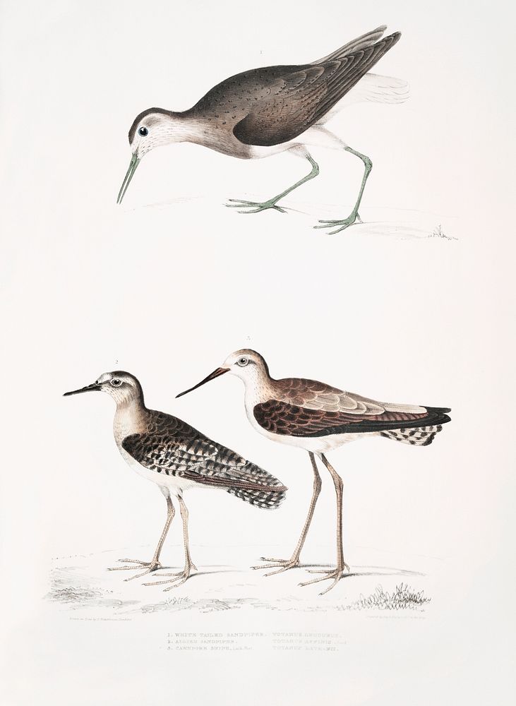 1. White Tailed Sandpiper (Totanus leucurus); 2. Allied Sandpiper (Totanus affinis); 3. Cawnpore Snipe (Totanus Lathami)…