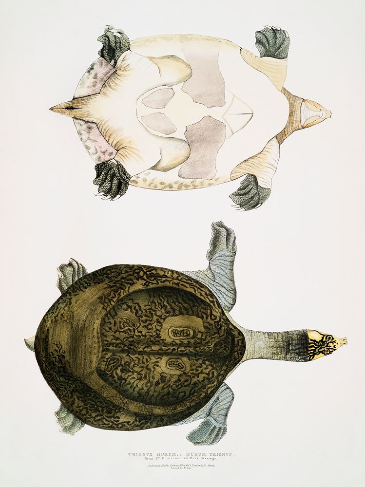 Hurum Trionyx (Trionyx Hurum) from Illustrations of Indian Zoology (1830-1834) by John Edward Gray (1800-1875). Original…