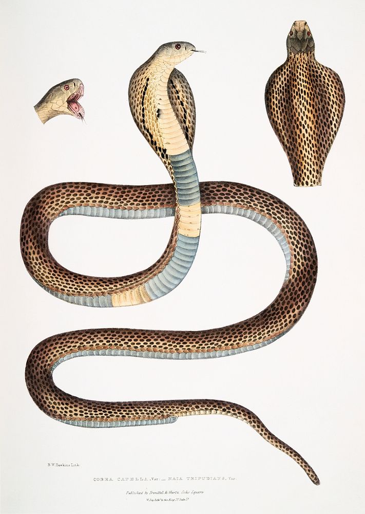 Cobra Capella (Naia tripudians from Illustrations of Indian zoology (1830-1834) by John Edward Gray (1800-1875). Original…