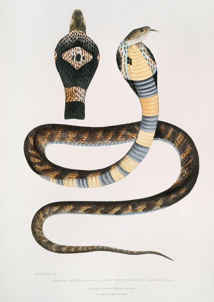 Banded Cobra Capella (Naia tripudians) from Illustrations of Indian zoology (1830-1834) by John Edward Gray (1800-1875).…