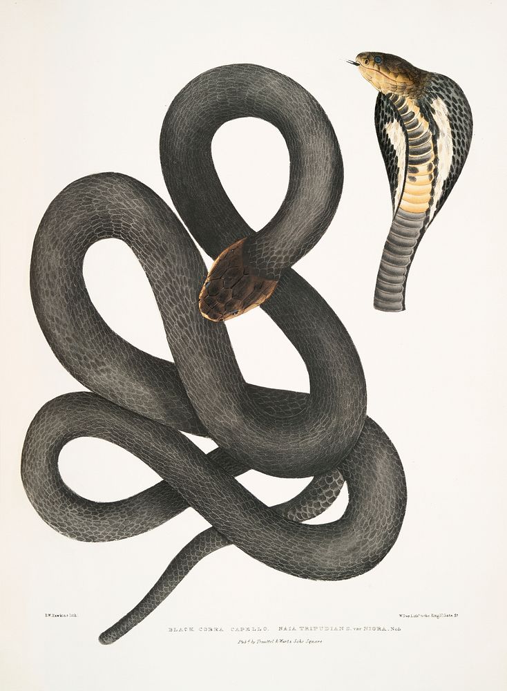 Black Cobra Capella (Naia tripudians) from Illustrations of Indian zoology (1830-1834) by John Edward Gray (1800-1875).…