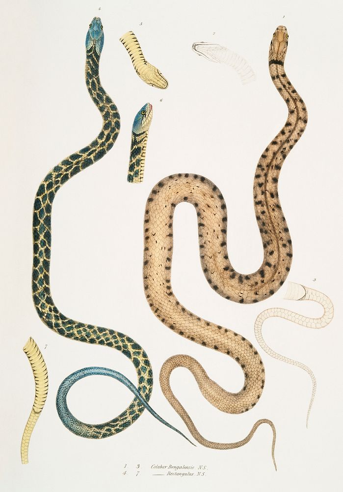 1-3. Bengal Snake (Coluber Bengalensis); 4-7. Lozenge Snake (Coluber rectangulus) from Illustrations of Indian zoology (1830…